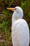 The great egret (Ardea alba), bird resting in mangroves, Florida