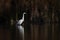 Great egret Ardea alba bird stand in wetland natural habitat