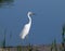 Great egret, Ardea alba. A bird stands on a wooden bridge on the riverbank