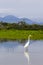 Great egret - Ardea alba - Cano Negro Wildlife Refuge