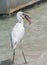 Great Egret Ardea alba eating a fish south of Holbox, Mexico