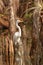 Great Egret (Ardea alba) in Everglades National Park