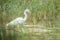 Great egret Ardea alba fishing