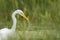 Great egret Ardea alba fishing