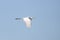 Great egret (Ardea alba) in flight against the background of the blue sky.