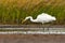 Great egret (Ardea alba) hunting in the wetlands.