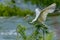 Great Egret, Ardea alba, Landing in tree beside the water