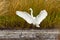 Great egret (Ardea alba) landing in the wetlands.
