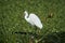 Great Egret Ardea alba searching for food among water hyacinth
