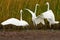 Great egret (Ardea alba) trio having a quarrel.