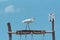 Great Egret Ardea alba on a wooden frame, holbox, mexico