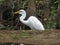 Great Egret at Audubon Corkscrew Swamp Sanctuary