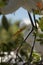 Great egret baby at a rookery in central Florida.