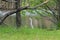 A Great Egret on the bank of a small pond.