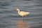 Great Egret on Beach