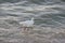 Great Egret on Beach at Sunrise