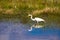 Great Egret with beautiful reflections has caught a tiny fish in the marsh at Bosque del Apache National Wildlife Refuge in New