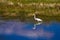 Great Egret with beautiful reflections has caught a tiny fish in the marsh at Bosque del Apache National Wildlife Refuge in New