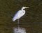 Great egret, binomial name Ardea alba, in shallow water in White Rock Lake in Dallas, Texas.