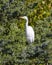 Great egret, binomial name Ardea alba, in a tree beside White Rock Lake in Dallas, Texas.