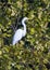 Great egret, binomial name Ardea alba, in a tree beside White Rock Lake in Dallas, Texas.