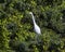 Great egret, binomial name Ardea alba, in a tree beside White Rock Lake in Dallas, Texas.