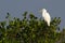 Great Egret Bird