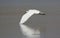 Great egret bird