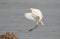 Great egret bird