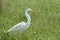 Great Egret bird close up, Georgia USA