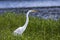 Great Egret bird close up, Georgia USA