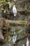 Great Egret Bird in the Everglades