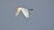 Great egret bird flying