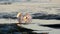 Great Egret Bird Hunting in Tide Pools Catches Fish