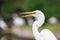 Great Egret bird in marsh lands