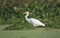 Great egret bird searching food