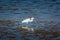 Great Egret bird standing in shallow sea water. Everglades National Park bird life