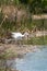 Great egret bird stands tall in a pond filled with mallard ducks, ruffling feathers