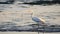 Great Egret Bird Walking in Tide Pools
