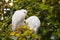 Great Egret birds Cababysmerodius albus young adult