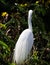 The Great Egret breeding time during Monsoon & x27;Selective Focus