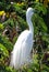 The Great Egret breeding time during Monsoon & x27;Selective Focus