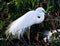 The Great Egret breeding time during Monsoon & x27;Selective Focus