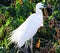The Great Egret breeding time during Monsoon & x27;Selective Focus