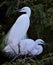 The Great Egret breeding time during Monsoon & x27;Selective Focus