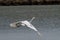 The great egret came to Taiwan for the winter.