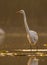 Great Egret Casmerodius albus