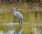 Great Egret catches a bigger minnow