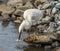 Great Egret catching fish the hard way