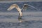 Great egret catching a fish in Jamaica Bay